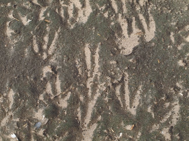 ../../Pictures/241209/150 Gentoo.JPG